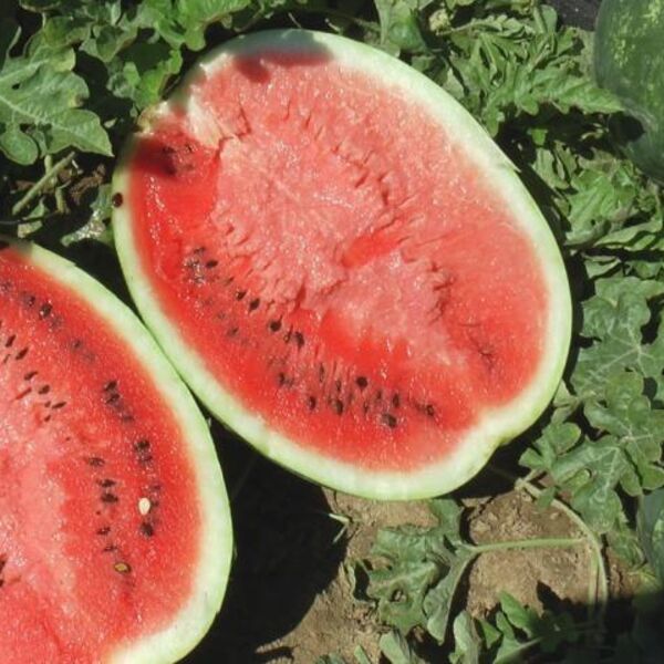 Evo šta se zaista nalazi u lubenici: Svi misle da se ona sastoji od vode, šećera i semenki, a onda je puna OVOG!