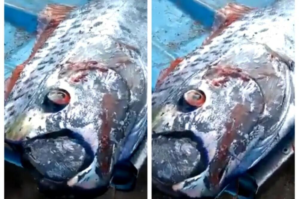 TRZNULA IM UDICA, IZVUKLI SU OGROMNU NEMAN CRVENIH OČIJU: Spominje se u strašnom narodnom predanju, nastao je muk