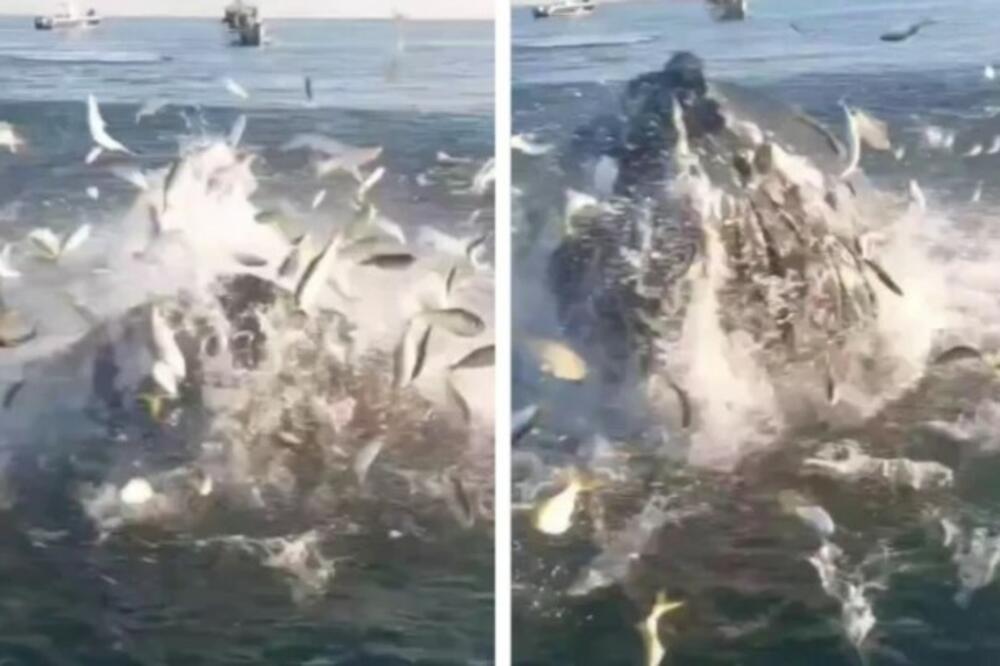 PECAROŠI OSTALI U ŠOKU KADA JE OVO IZRONILO IZ VODE: Od snimka njihovog BLISKOG susreta ZASTAJE DAH! (VIDEO)