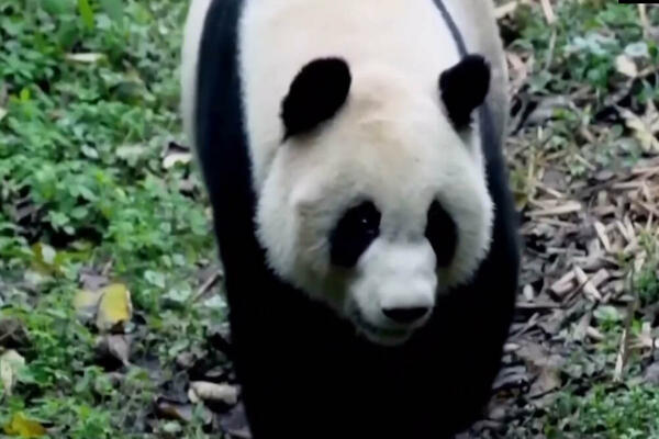 Kina postigla bogate rezultate u zaštiti biološke raznolikosti u proteklih godinu dana (VIDEO)