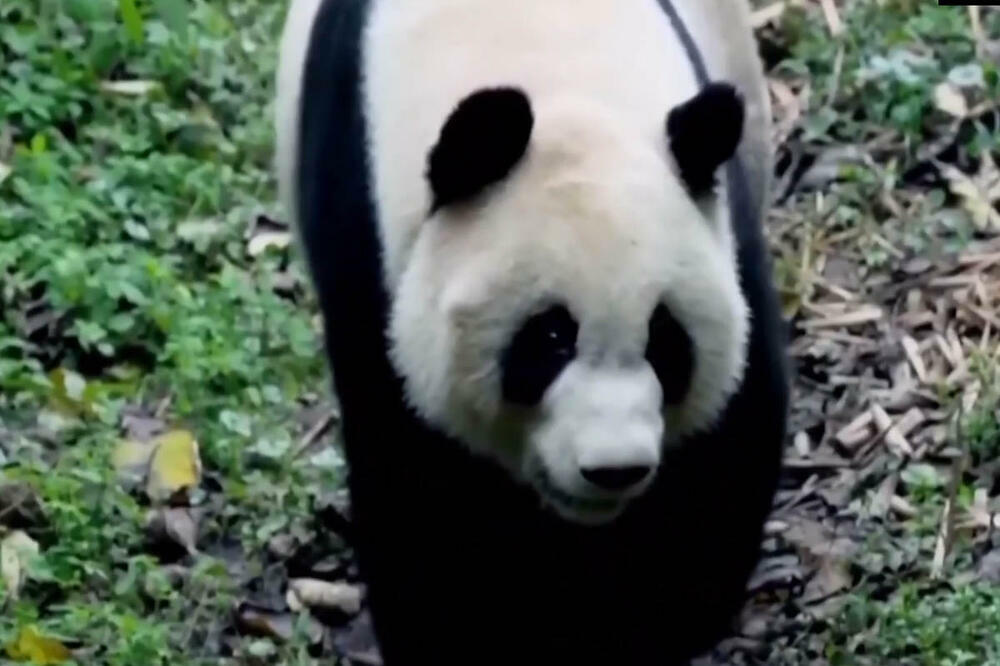 Kina postigla bogate rezultate u zaštiti biološke raznolikosti u proteklih godinu dana (VIDEO)