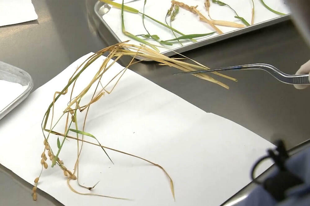 Kako izgleda „svemirska biljka“? Tajkonauti na Zemlju doneli seme pirinča iz svemira (VIDEO)