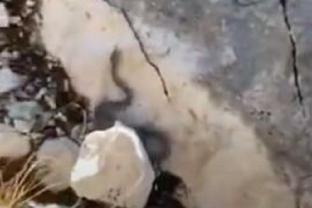 DEVOJKU UJELA ZMIJA: Htela je da spasi sebi život a onda je načinila SMRTONOSNU GREŠKU KOJU SVI PRAVE (VIDEO)