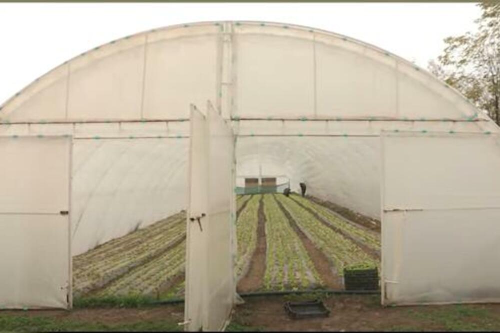 Proizvodnja ove biljke donosi masne pare: Neprestano se prodaje, a raste kao iz vode