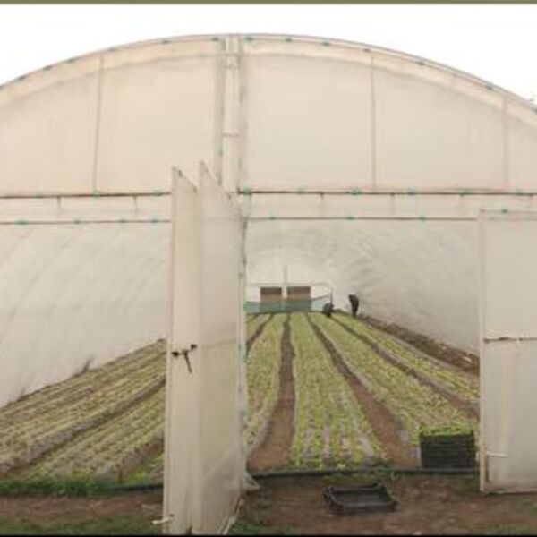 Proizvodnja ove biljke donosi masne pare: Neprestano se prodaje, a raste kao iz vode