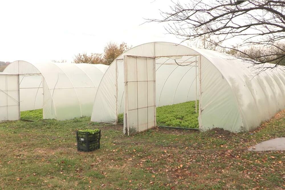 ČUDO U PLASTENIKU DEDA RADOSAVA SA ZLATIBORA: Posadio KRASTAVAC, a rodilo mu "NEŠTO BELO"!