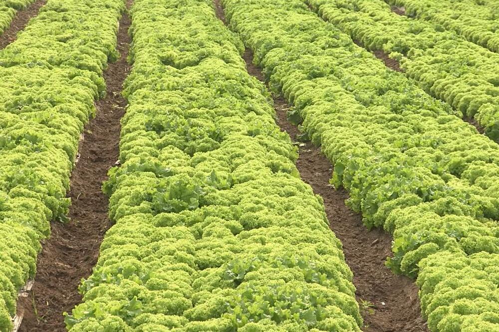 OVI SRBI NAPRAVILI OZBILJAN BIZNIS OD POVRĆA KOJE MNOGI NI NE VOLE: Tri puta nedeljno isporučuju za Beograd