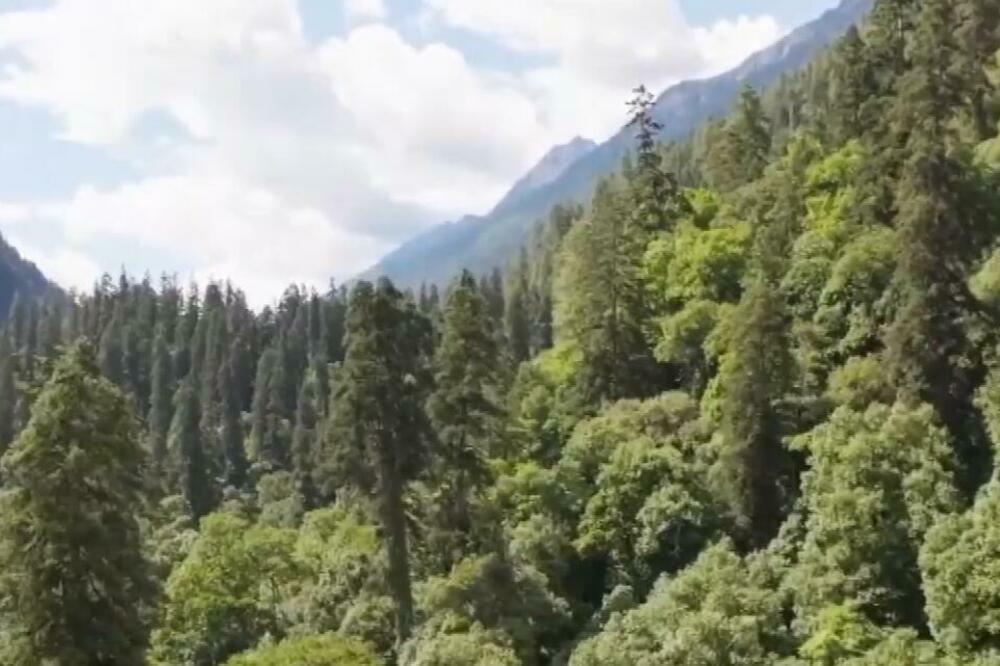 NAUČNICI IZMERILI: Najviše drvo u Kini visoko je 83,4 metra i staro 380 godina