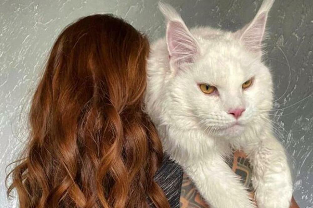 OVO JE NAJVEĆI MAČOR NA SVETU: Svi se UPLAŠE kada ga vide, a vlasnici nisu ni pretpostavili da će TOLIKO DA PORASTE