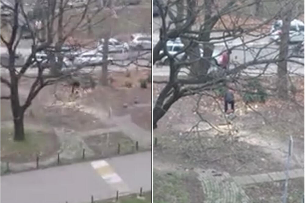 ŽIVEĆE OVAJ NAROD: Čovek na Banjici uhvaćen u AKCIJI, šta to radi sa DRVETOM? SRAM TE BILO, "LEGENDO"! (VIDEO)