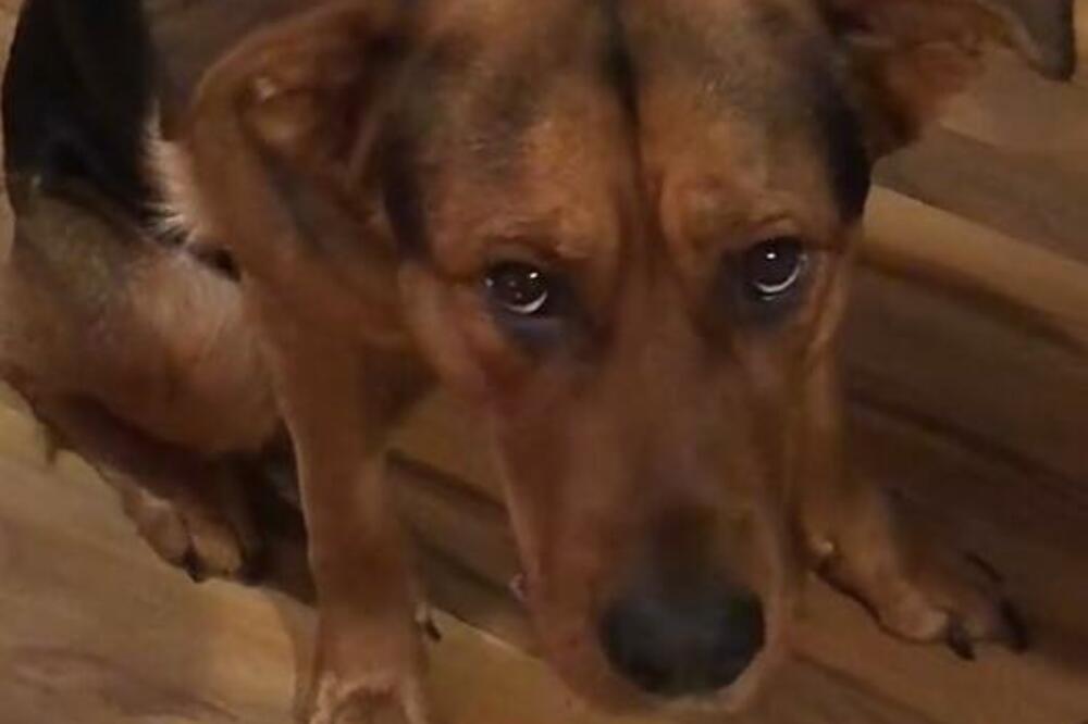 UKRAO PORODIČNU PICU, A FACA GA JE ODALA DA JE BAŠ ON LOPOV: Snimak psa koji će vas namejati do SUZA! (VIDEO)