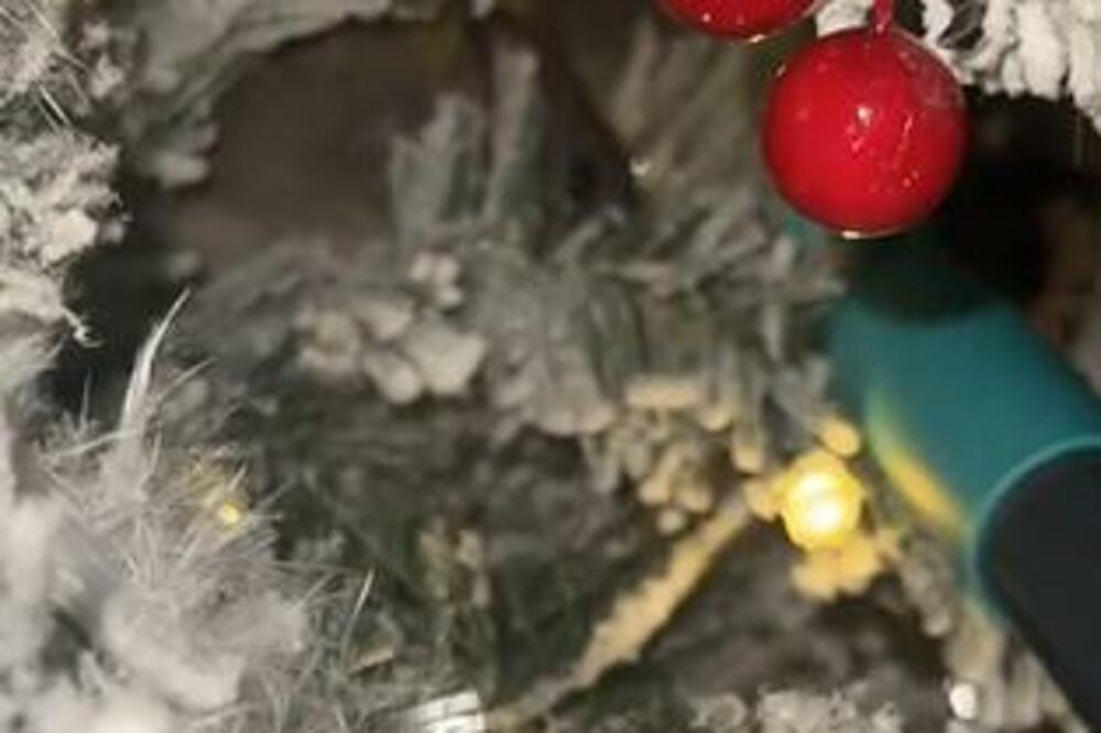 OKITILA JE JELKU, A ONDA U NJOJ UGLEDALA DVA OKA: Kada je saznala ČIJA SU, krenula je da VRIŠTI I LOMI PO KUĆI