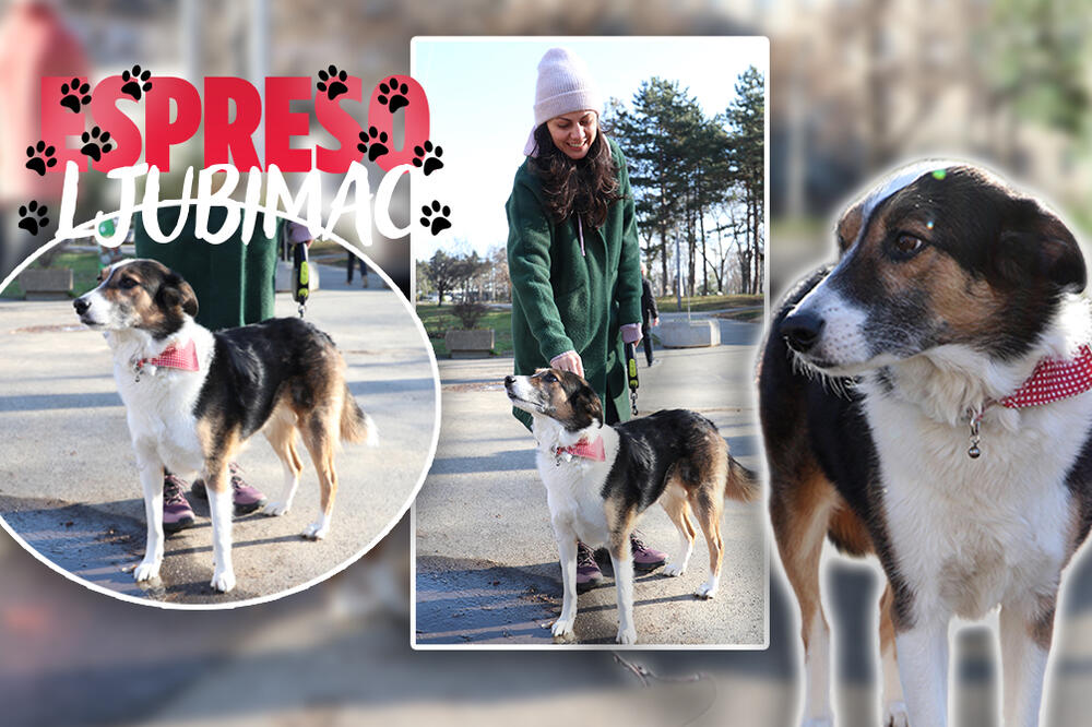 UPOZNAJTE UMU KOJA ŽELI DA ZAUVEK BUDE JEDINICA: Mezimica koja nema problem sa tim da bude RAZMAŽENA! (FOTO)