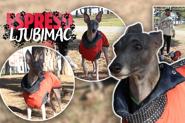 UPOZNAJTE NAJMUDRIJEG VIPETA U BEOGRADU: Jagoda ima samo dve godine, a već DELI SAVETE ljudima! (FOTO)