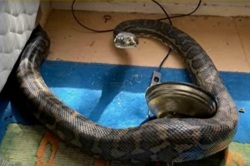 JEDNA OD NAJOTROVNIJIH ZMIJA NA SVETU NAPALA UČENICU TOKOM ČASA: Umrla posle samo 30 minuta, nije joj bilo SPASA!