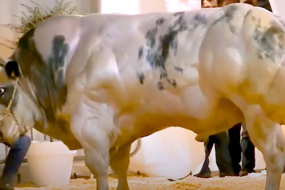 BILDER MEĐU GOVEDIMA! VIŠE LIČI NA ŠVARCENEGERA NEGO NA ŽIVOTINJU: Kao da je na STEROIDIMA, ovo niste VIDELI