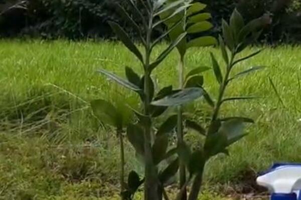 KOŠTA 600 DINARA, A PRIVLAČI NOVAC I BOGATSTVO U VAŠ DOM: Ako je nabavite PARE ĆE VAM STIZATI SA SVIH STRANA