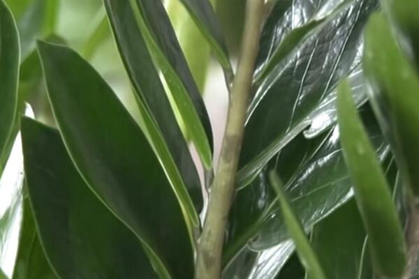 MNOGI IMAJU OVU BILJKU, A NE ZNAJU KAKO JE AKTIVIRATI ZA PRIVLAČENJE NOVCA: Evo šta treba da stavite u saksiju