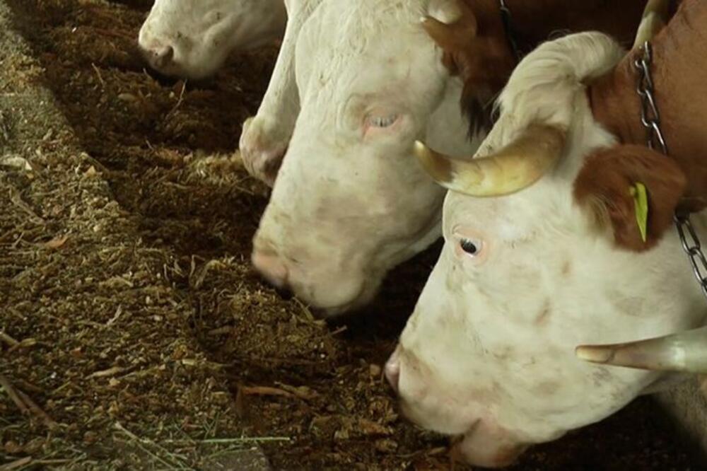 Bolest plavog jezika se sve brže širi: Ima registrovanih slučajeva u Srbiji?