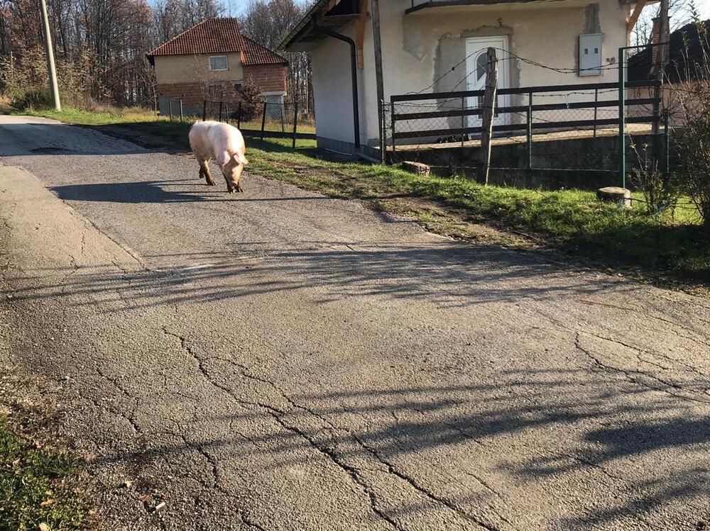 Svinja u Čačku