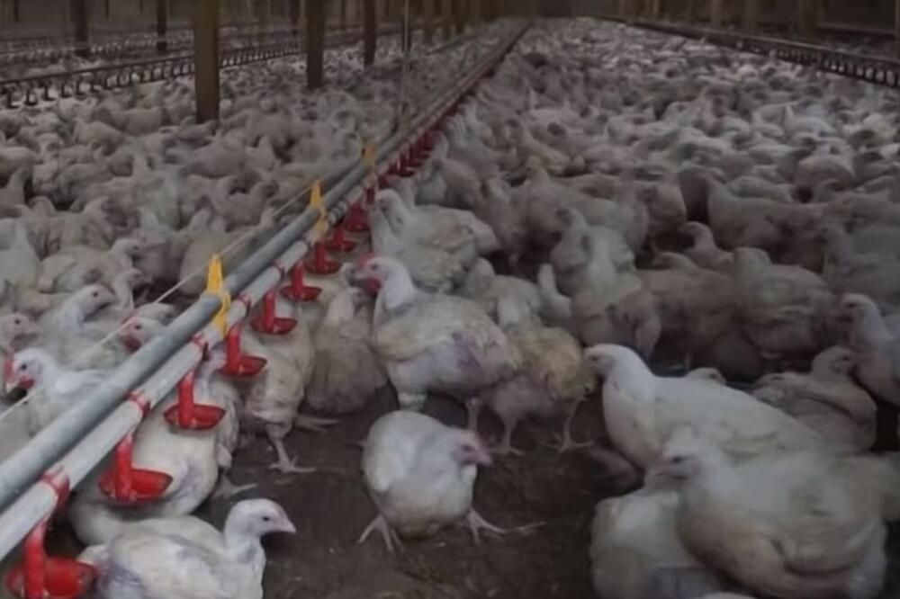 STRAŠNE VESTI: Stradalo 10.000 pilića kod Varvarina, desio se PRAVI UŽAS