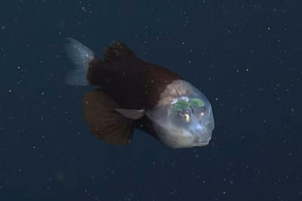 RIBA KAKVU NISTE VIDELI, DELUJE KAO IZ FILMA, ALI JE ZAPRAVO STVARNA: Ima PROVIDNU GLAVU, a živi u "ZONI SUMRAKA"