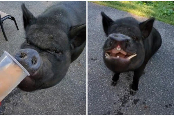 SPREMNA JE NA SVE DA BI DOBILA KAFU: Ovakvu svinju nikada niste videli, falilo je još samo da ZAPALI CIGARU (VIDEO)