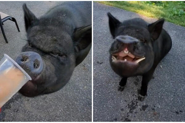 SPREMNA JE NA SVE DA BI DOBILA KAFU: Ovakvu svinju nikada niste videli, falilo je još samo da ZAPALI CIGARU (VIDEO)