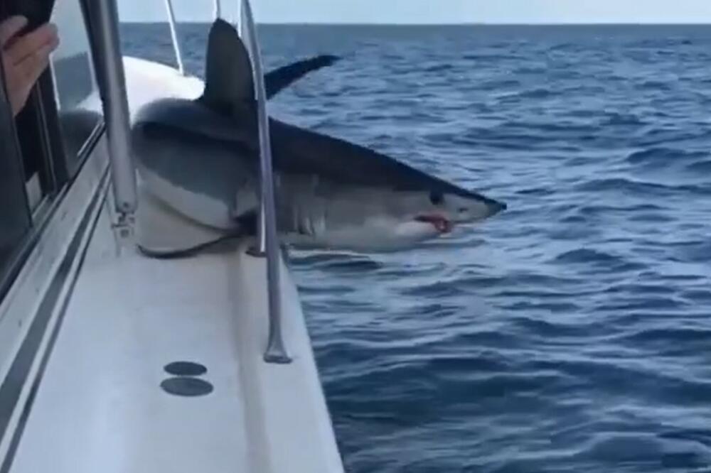 MORSKI HOROR! Ajkula je USKOČILA na brod! Najgora noćna mora se ovako ZAVRŠILA (VIDEO)