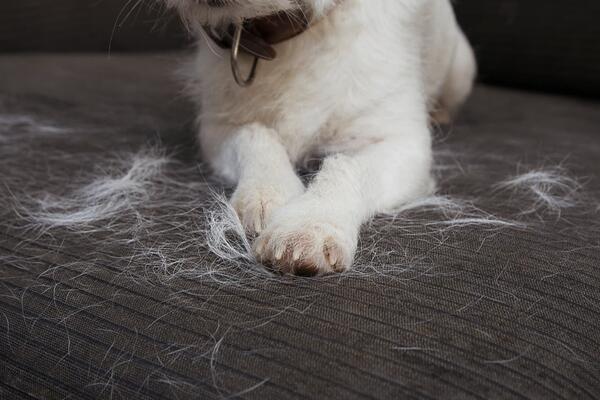 TRIK KOJI ĆE VAS SPASITI MUKA: Kako se najlakše skidaju dlake sa nameštaja vašeg ljubimca!