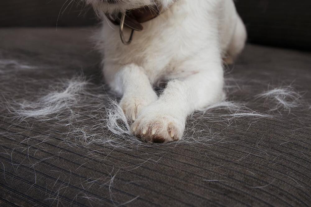 TRIK KOJI ĆE VAS SPASITI MUKA: Kako se najlakše skidaju dlake sa nameštaja vašeg ljubimca!