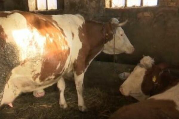 Cene u Nemačkoj podivljale: Puter bi mogao da bude skuplji nego ikada i šta se to dešava sa kravama?