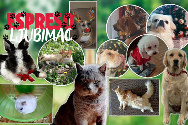 LJUBIMCI ESPRESO REDAKCIJE ŽELE VAM SREĆNU NOVU 2023. GODINU: Da u njoj čitamo više LEPIH PRIČA! (FOTO)