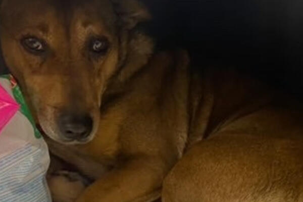 PAS SE SAKRIO OD ZIME NA NEOBIČNOM MESTU: Evo i GDE, internet eksplodirao zbog KOMENTARA (FOTO)