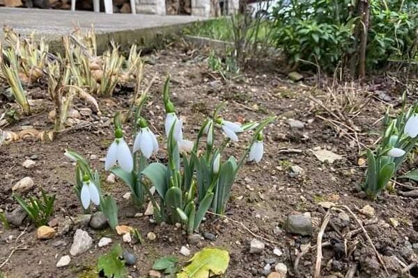 PRIRODA SE NAČISTO ZBUNILA: Najezda VISIBABA u Srbiji napravla pometnju, ta pojava sa sobom NOSI PROBLEME