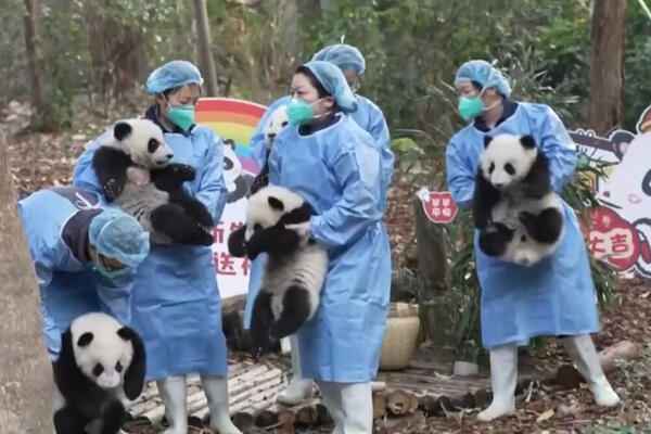 Pande iz Čengdua šalju novogodišnje čestitke! VIDEO