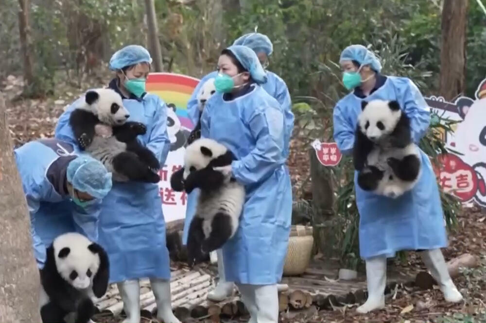 Pande iz Čengdua šalju novogodišnje čestitke! VIDEO