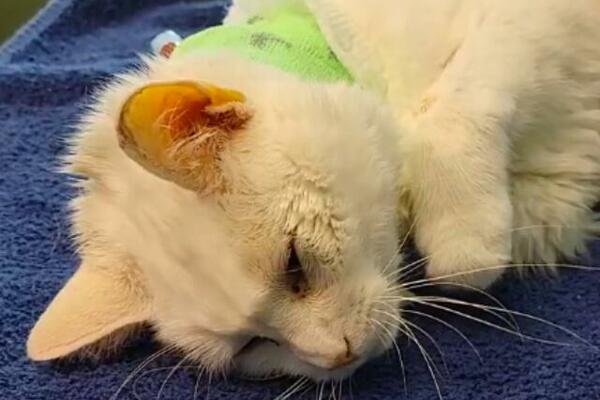 DOVELI BOLESNU MACU KOD VETERINARA: Ono što joj je našao u STOMAKU nikada nije VIDEO, ostao bezz TEKSTA (FOTO)