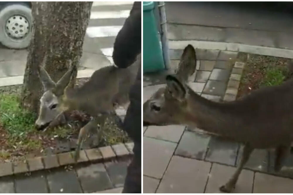 NEOČEKIVANI GOST PROŠETAO CENTROM BRUSA: Meštani se RAZNEŽILI, svi prišli da je POMAZE, presladak PRIZOR (VIDEO)