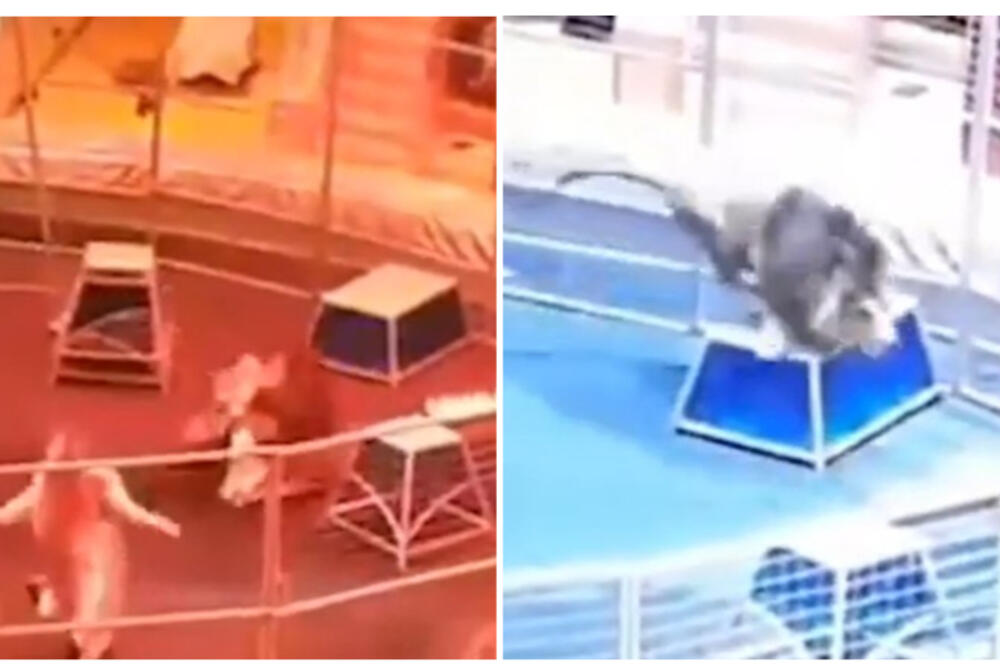 KAMERE SNIMILE NAPAD LAVA, ČOVEK UMALO STRADAO: Zario zube u njega naočigled DECE (VIDEO)