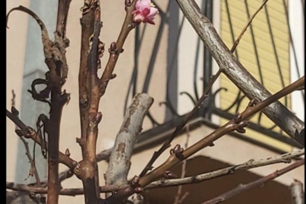 PRIRODA U MLADENOVCU SE MALO ZBUNILA: Pogledajte samo šta je procvetalo USRED JANUARA! (FOTO)