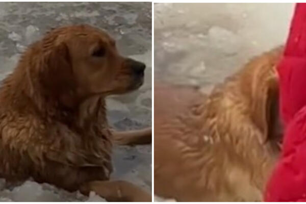 DA VAM SRCE STANE: Kuca se zaglavila u rupi u LEDU NA JEZERU, da nisu naišli ONI jadničak bi se SMRZAO (VIDEO)