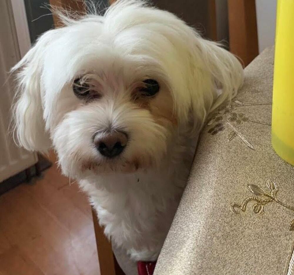 Nestala maltezerka Mila