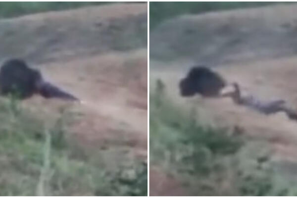 HTEO DA NAPRAVI SELFI SA MEDVEDOM, A ONDA GA JE ZVER RASTRGLA: Nije mu bilo SPASA, kamere sve SNIMILE (VIDEO)