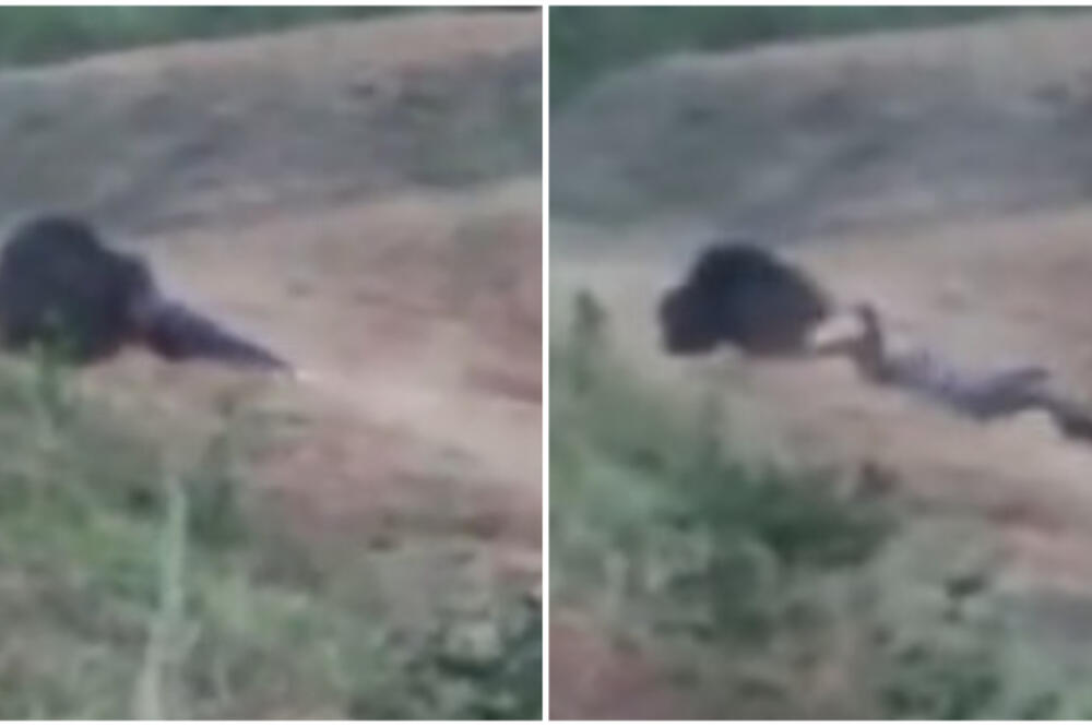HTEO DA NAPRAVI SELFI SA MEDVEDOM, A ONDA GA JE ZVER RASTRGLA: Nije mu bilo SPASA, kamere sve SNIMILE (VIDEO)