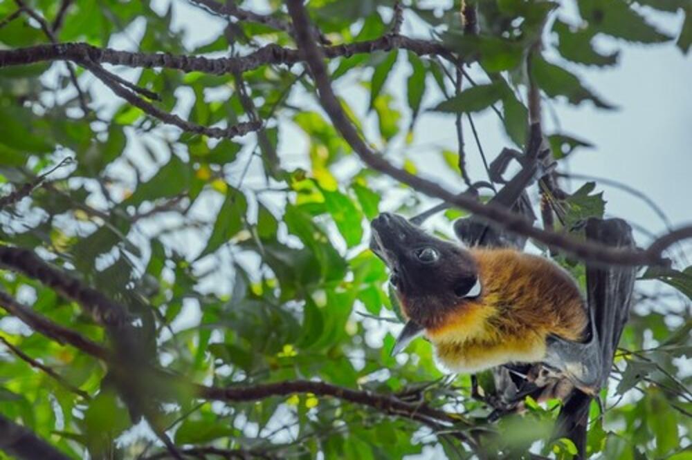BRATA I SESTRU IZUJEDAO SLEPI MIŠ, DECA PREMINULA U RAZMAKU OD DESET DANA: Mališanima nije bilo SPASA