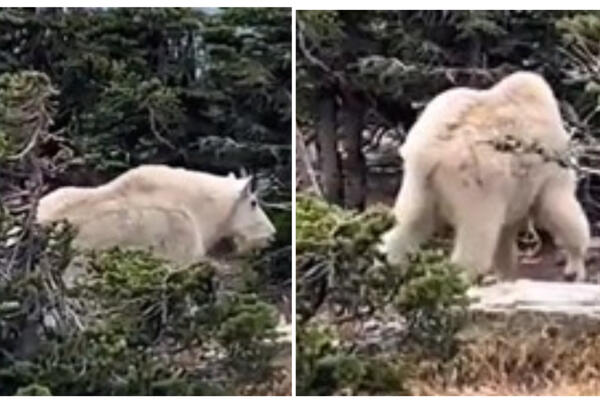 PLANINSKO "ČUDOVIŠTE" UHVAĆENO KAMEROM: Izgleda kao da je na STEROIDIMA, grdosija kakvu niste VIDELI (VIDEO)