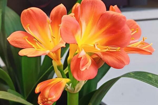 OVU BILJKU NIKAKO NE TREBA DA DRŽITE U SPAVAĆOJ SOBI: Donosi NOVAC I SREĆU, ali može IZAZVATI OVO