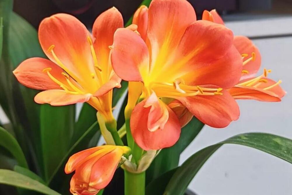 OVU BILJKU NIKAKO NE TREBA DA DRŽITE U SPAVAĆOJ SOBI: Donosi NOVAC I SREĆU, ali može IZAZVATI OVO