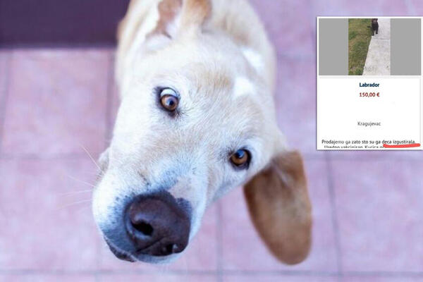 "DECA GA IZGUSTIRALA": Gnusan opis na OGLASU ZA PRODAJU PSA izazvao BURU na mrežama, JE L' OVO MOGUĆE? (FOTO)